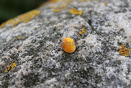 蝸牛,黃色,巖
