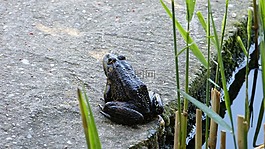 青蛙,湖,性質