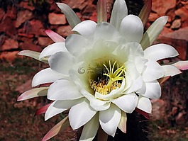 仙人掌,花,开花