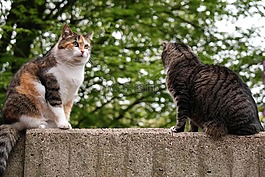 猫,国内的猫,英国短毛猫