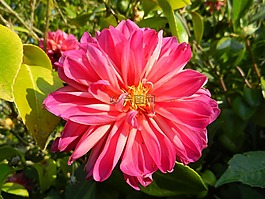 大麗花,花,花園