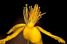 雌蕊,花,黃色