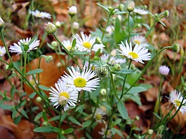 鮮花,白色的花,春
