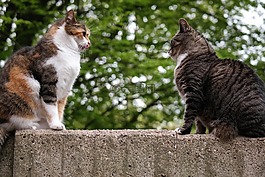 猫,国内的猫,英国短毛猫