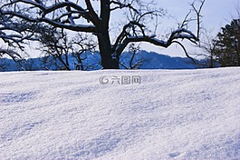 冬天,樹,樹木