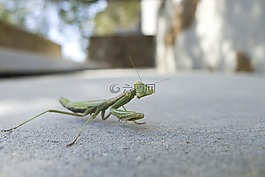 螳螂,昆蟲,動物