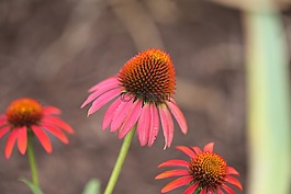 松果菊,紫色金光菊,红宝石星