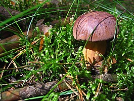 性質(zhì),秋季,蘑菇