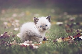 小猫,猫,蓝色的眼睛