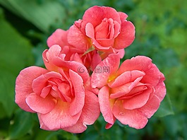 玫瑰,鮮花,粉紅色