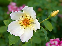玫瑰,花,白