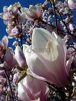 玉蘭,裝飾,樹