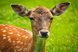獐鹿,動物,野生