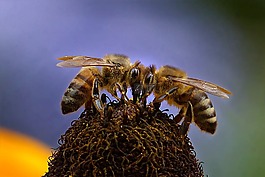 動物,昆蟲,蜜蜂