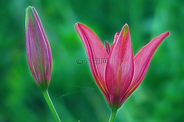 百合,粉紅色,紅色