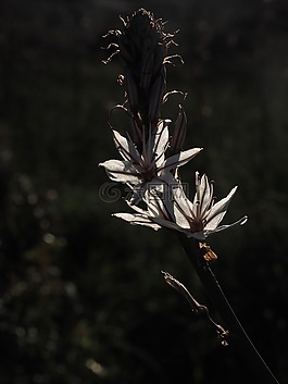 香的水仙,花,背光
