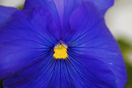 潘茜,花,鮮花