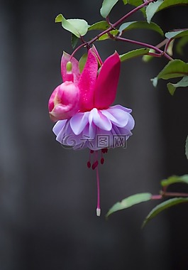 花卉,玫瑰,紫