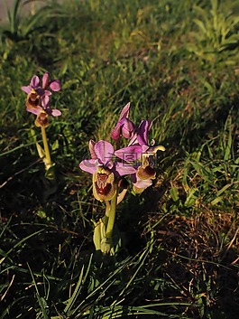 ophrys tenthredinifera,蘭花,花
