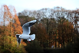 鳥,飛行,海鷗