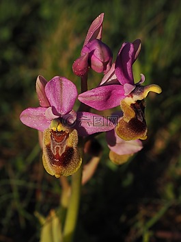 ophrys tenthredinifera,蘭花,花