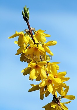 花卉,黄色,布什