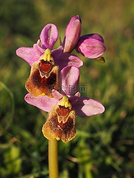 ophrys tenthredinifera,蘭花,花