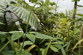 性質(zhì),蝴蝶,bug