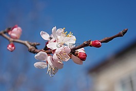 春天,鮮花,分支