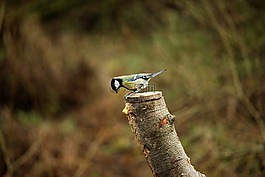 鳥,攝影,特寫