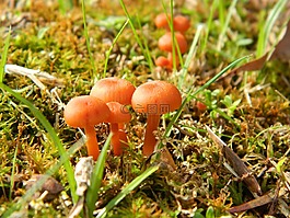 蘑菇,性質(zhì),真菌