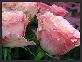 玫瑰,花,植物區(qū)系