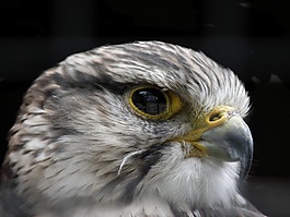 獵鷹,猛禽,鳥