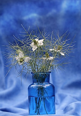 靜物,藍(lán)色的花瓶,花白色