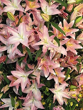 鲜花,纹理,百合