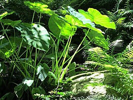 大象的耳朵,蕨類植物,熱帶