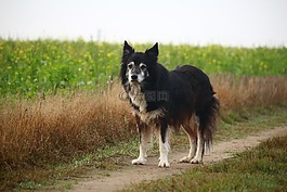 狗,邊框,牧羊狗