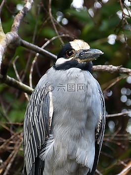 鳥,條例草案,哥斯達(dá)黎加