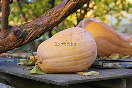 南瓜,秋季,蔬菜