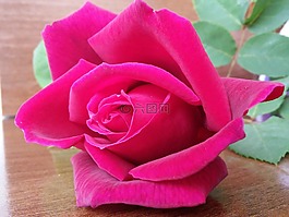 玫瑰,網(wǎng)絡,花