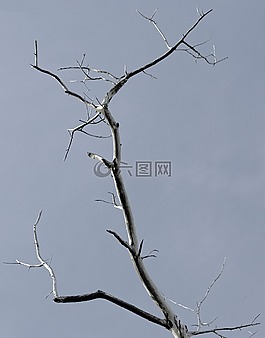 樹,綠色,性質
