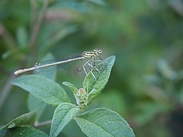 蜻蜓,昆蟲,葉子