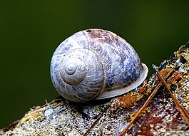蝸牛,動物,性質(zhì)