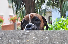 狗,性質,動物