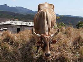 農(nóng)業(yè),農(nóng)場動物,牛