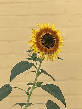 向日葵,植物區(qū)系,自然