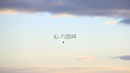 鳥(niǎo),飛行,動(dòng)物