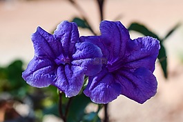 花,紫色,紫色花