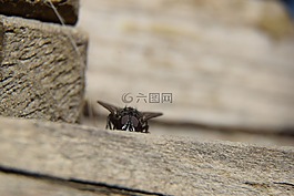 飛,宏,昆蟲