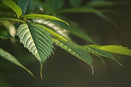 綠色的樹葉,多年生,夏天
